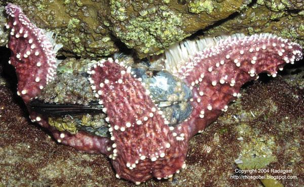 F. Echinoderms Have Varied Nutrition 1. All have mouth, stomach, intestines. 2. Obtain food differently. 3.