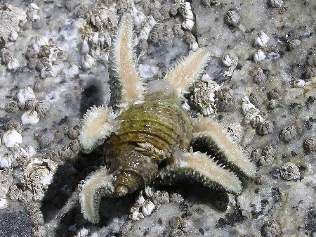 Brittle stars, sea lilies, sea cucumbers decaying matter G. Echinoderms Have a Simple Nervous System 1.