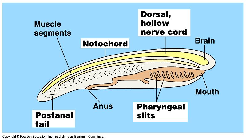 C. All chordates have a notochord, dorsal hollow nerve cord, gill slits, and muscle blocks at some time in their development. D. Also have bilateral symmetry, coelom, and segmentation. E.
