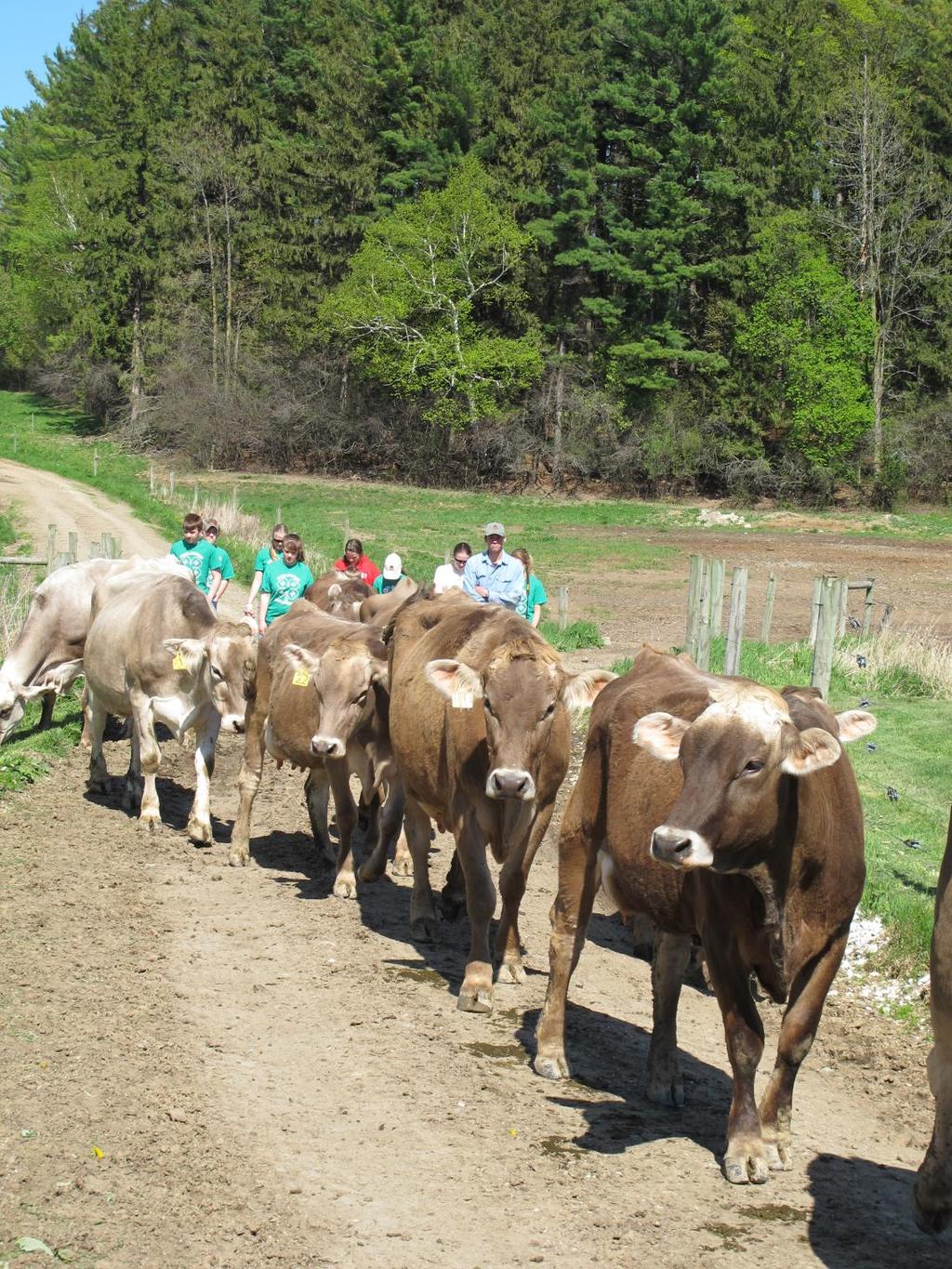 4-H ers leading the cows
