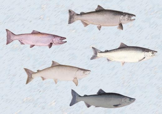 Biological Characteristics and Population Status of Anadromous Salmon in