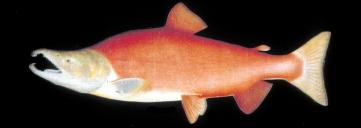 Abstract Sockeye Salmon (Oncorhynchus nerka) We reviewed patterns of intraspecific variation in the biological characteristics of 85 sockeye salmon (Oncorhynchus nerka) stocks sampled from the