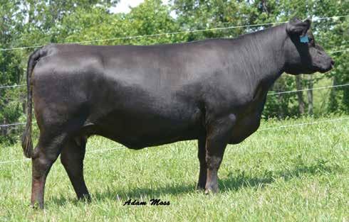 DONNA FAMILY Decades Donna P24 / Donor dam of Lots 11A and 11B.