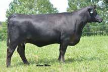 Featuring three daughters of the foundation Blackcap in the Ward Ratliff donor program, Rita 9O66 sired by the growth sire, Discovery and the balanced-trait sire, Resistol 3710B.