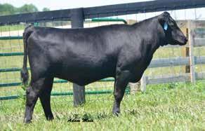 18 Owned by Pelphrey Cattle Company, Lexington, KY Featuring two balanced-trait heifer prospects by the $110,000 44 Farms, EZ Angus and Vintage Angus Ranch sire, Index 3282 and produced by an