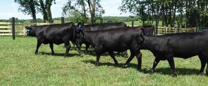 The dam of Lot 24 records a WR 6@103 while carrying ultrasound ratios IMF 1@100 and REA 1@100 with four daughters maintaining a combined WR 6@101.