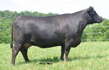 PROVEN PRODUCERS SRA Queen 2038 / Lot 28 27 TROWBRIDGE ELBA 440 Birth Date: 2-10-2014 Cow +17859381 Tattoo: 440 #B/R New Day 454 #+Boyd New Day 8005 VAR Reserve 1111 B/R Ruby 1224 +16916944