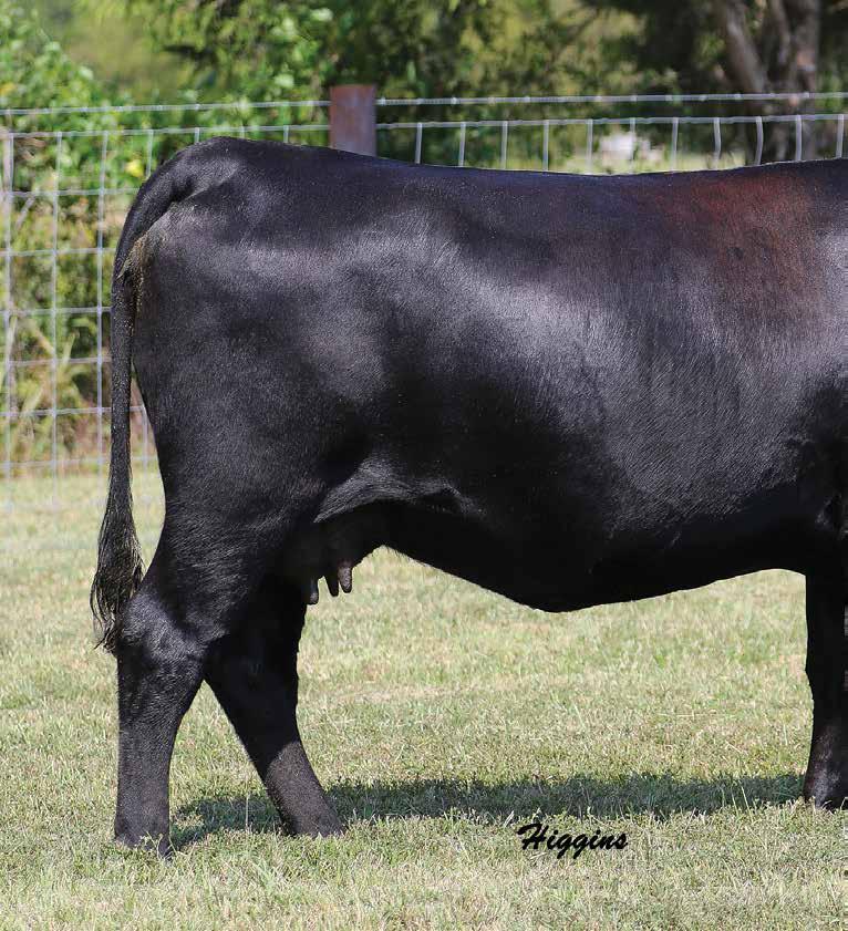 BLACKCAP 4EX1 Owned by Pelphrey Cattle Company, Lexington, KY Selling three pregnancies out of Blackcap 4EX1, sired by the popular young sires, Colonel C251, Playbook 5437 and Cowboy Up.