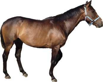 forward around it. The horse should end up one body width on the inside track. A half walk pirouette should be complete in eight steps of the forelegs.