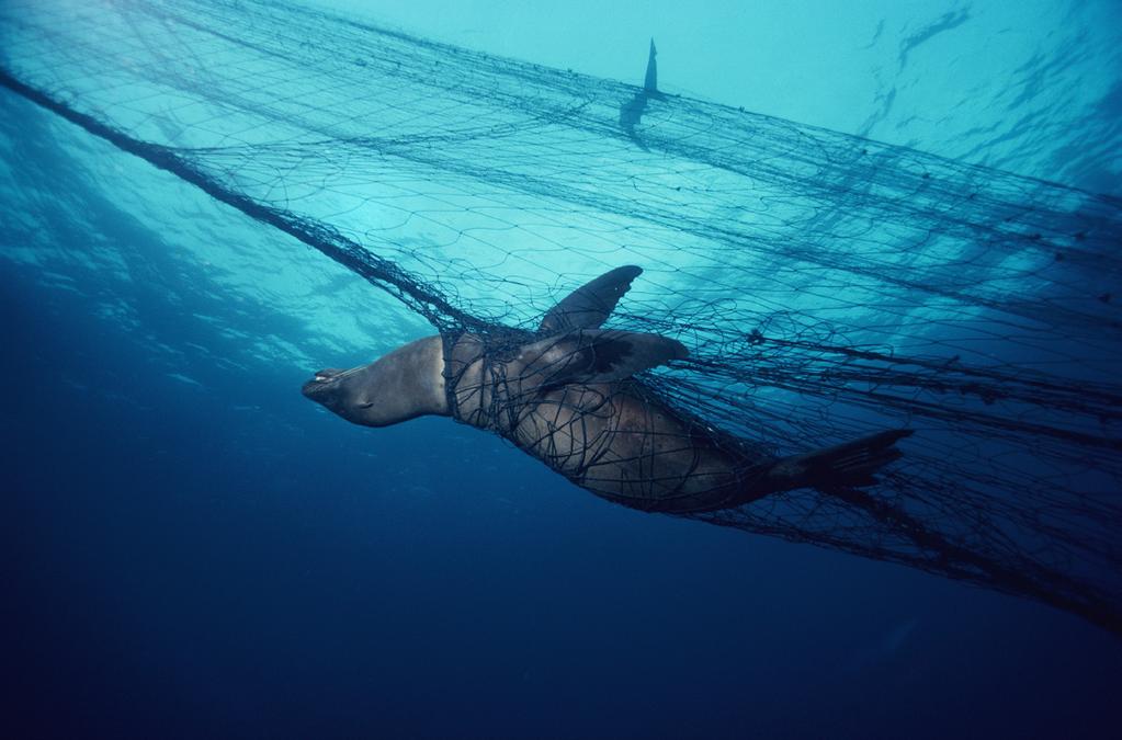 OCEANA APRIL 204 2 IN BRIEF Mile-long drift gillnets create deadly traps for ocean wildlife.