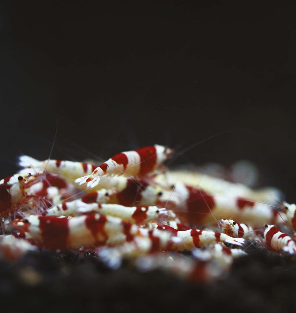 TWINSTAR Shrimp is designed to prevent crustacean disease.