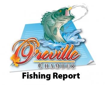 Oroville Area Fishing and Outdoor Report 01 / 04 / 2017 By Craig Bentley 2017 Bass in winter mode on Lake Oroville, while the steelhead fishing on the open reach of the Feather River above Hwy 70