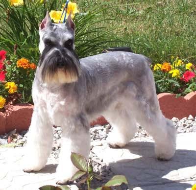 G - greying is almost certainly present in the schnauzer gene pool the factor responsible for progressive greying of all colour varieties.