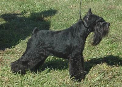 K is for black Dominant black is the most common form of black in dog breeds, and has been mapped to chromosome 16.