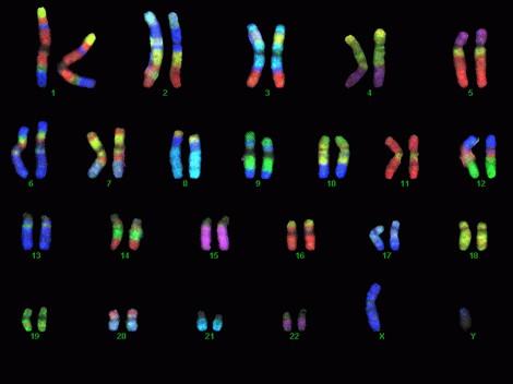 Review The Genetic Basics Genes are arranged into chromosomes.