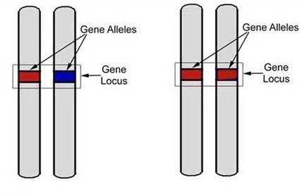 Alleles that code for identical expression of a trait are