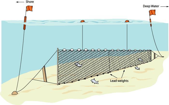78 Figure 8. Depiction of typical gillnet deployment in Great Lakes. Image provided by Michigan Seagrant. Canada Lake Erie, Trap net Low Trap nets are used throughout Lake Erie both in U.S. and Canadian waters.