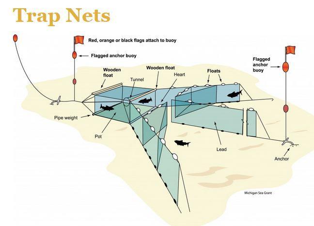 79 Figure 9. Image from Michigan Sea Grant website showing how a trap net is used and laid out.