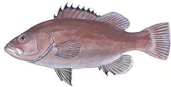 Thousands of fish An allocation of South Atlantic red snapper between the commercial and recreational sector was recently set in the SAFMC s (2011b) Comprehensive Annual Catch Limit Amendment for the