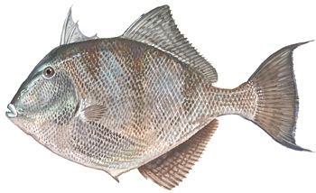 Trillion eggs 4.7. Gulf of Mexico Gray Triggerfish Gray triggerfish have large incisor teeth and laterally compressed bodies covered with tough, sandpaper like gray skin.