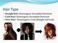 Incomplete dominance in humans Wavy hair inherit curly