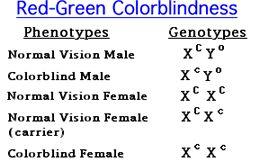 The alleles in the Sex-linked traits EX: Colorblindness - it is recessive