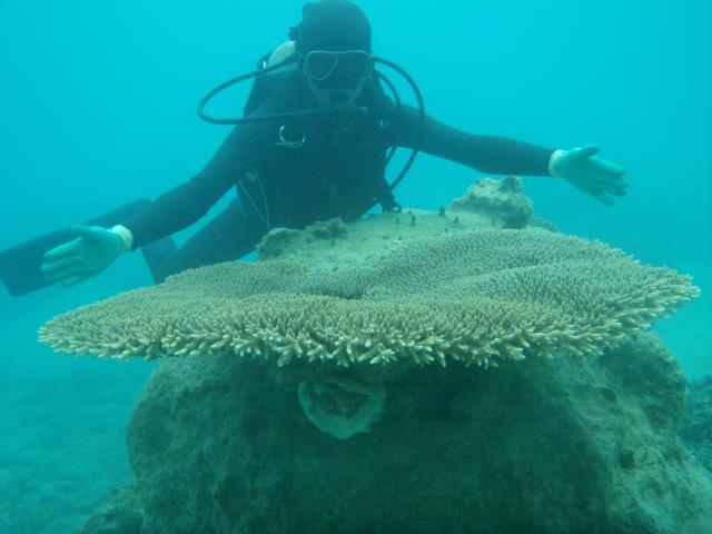 Coral planted in 2009 Team Chura Sango