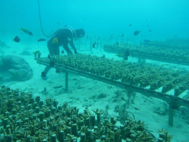 Breeding of large seed corals