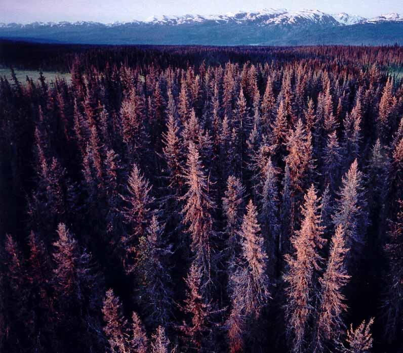 Dead Spruce, Kenai peninsula 4,000,000 acres (16,000 sq.km.