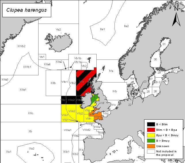 Multi-annual plan has not yet shown positive results Herring (Clupea harengus) Species description Herring is found throughout the North Atlantic.