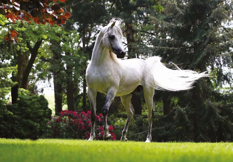 In his book The Arabian Horse Nature s Creation and the Art of Breeding Nagel wrote about Nadeer: NK Nadeer has that indefinable special aura that is sometimes called personality, sometimes charisma