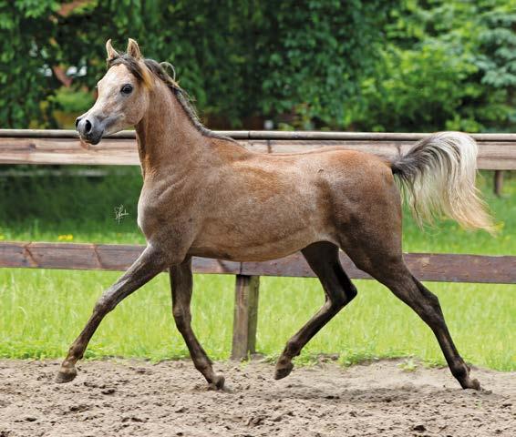 Until now, there is no comprehensive literature on Arabian breeding that concentrates on these new technologies in particular.