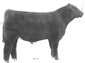 8 THE UTAH CATTLEMAN MARCH 2009 U347-PB Simmental. Dream On x Big Country. BW: 76 WW: 720. Performance with eye appeal, thickness, style, maternal, and moderate sizes sell on March 14 in Beaver Utah.