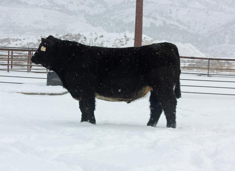 YEARLING SIMMENTAL INFLUENCED These Simmental influenced yearlings are the best to date that we have sold, they are soft made and full of muscle.