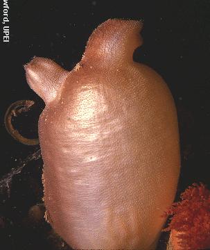 Subphylum Urochordata 3000 species marine swimming tadpole larva possesses all 4 chordate
