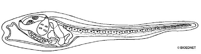 larvae adult settled larvae Metamorphosing Notochord and nerve cord