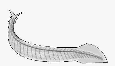 Subphylum Vertebrata The earliest chordate found to date is Pikaia (550 million years old)