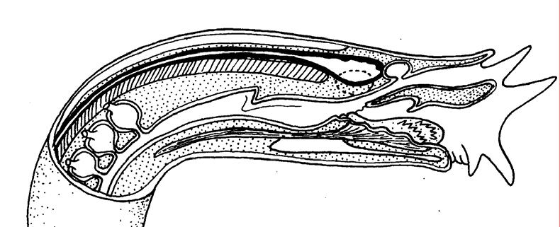 Class Myxini (hagfish) spinal chord notochord