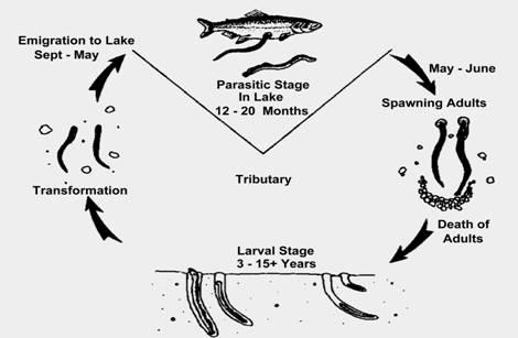 Life cycle of parasitic lampreys