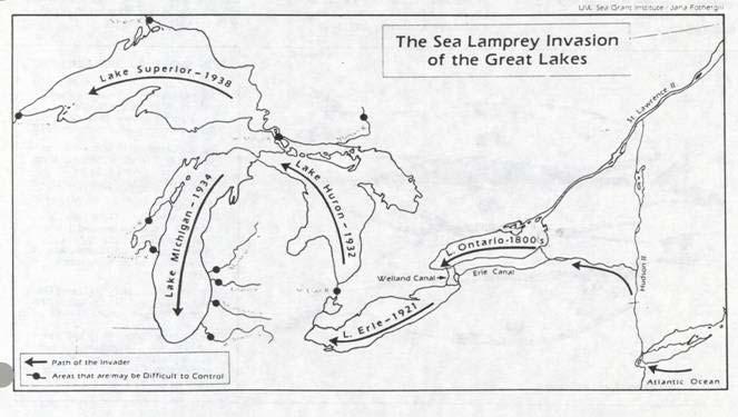 Sea lampreys were introduced to
