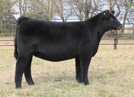 f49m profit - sire VCL LKC Equity 608D - PAternal brother owned by Bouchard Livestock american Simmental Spring epds CE BWT WW YW milk mce mwwt STAY CWT REA FAT MARB EPD 5.2 4.1 63.1 86.3 19.7 7.4 51.