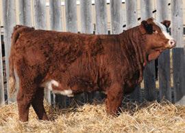 06 page 17 nug marcy 100e - daughter Top 30% of the breed for Top 25% of the breed for birth weight Top 15% of the breed for weaning weight Top 20% of the breed for yearling weight