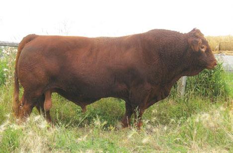 Top 55% of the breed for maternal Top 30% of the breed for maternal weaning weight Great combination of performance and maternal Blaze will sire performance cattle price in canada $40/straw owned by