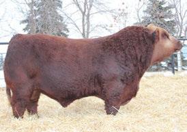 KWA Ms Mountain 76D KWA MS Mountain 76D CSA #1216464 Available in USA & Internationally KWA 76D * homo polled * Red * Born January 18, 2016 IPU RED WESTERN 49X sire KWA FLYF RED MOUNTAIN 16Z KWA MS