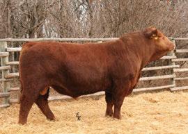 MCC STACY 103H kwa flyf red mountain 16z - sire lfe red ridge 809w - maternal sire owned by Crowe Bros. Simmentals and Bouchard Livestock CE BWT WW YW milk mce mwwt STAY CWT REA FAT MARB EPD 8.2 2.