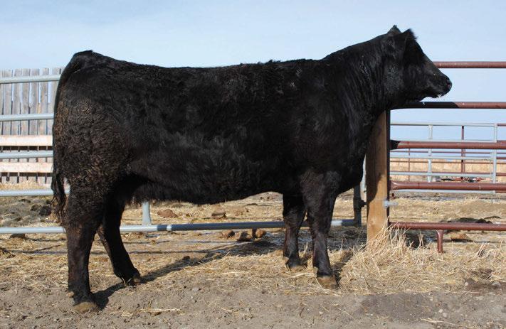 GM2 LFE MR LEWIS 305J dam LFE RED CADILAC 168M LFE RED CADILAC 106H Top 4% of the breed for weaning weight Top 3% for yearling weight Top 20% for maternal weaning weight Ramona daughter sold