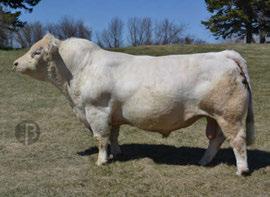 EVOLUTION 5L SVY PURRFECT 184L pooledalemagicmate 31F 5-D STARDUST 16Y svy starstruck 559r - dam cedardale zeal 125z - sire owned by Bouchard Livestock canadian charolais Spring epds CE BWT WW YW
