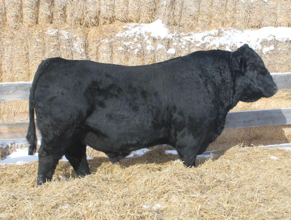 mrl missile 138c mrl missile 138c 028SM01399 - CSA #1139178 - ASA #3222303 Available in USA & Internationally MRL 138C * homo polled * hetero black MRL 130Y sire COME AS U R RED