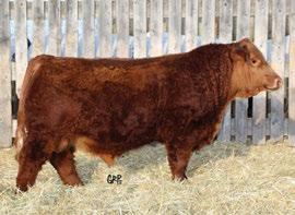 hooks SHEAR FORCE 38K MRL MISS 952S LRX Red 162E - son X-T Red Rocket Man 14E - Son owned by Robb Farms, X-T Simmentals and Bouchard Livestock CE BWT WW YW milk mce mwwt STAY CWT