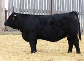 06 page 6 LRX BLK Ginger 24E - Daughter mrl miss 7357E - daughter Top 50% of the breed for Top 5% of the breed for weaning weight Top 10% of the breed for yearling weight Top 45%